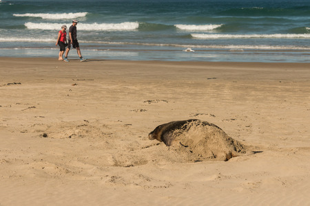 tourists walking past sea lion on sandy beachのeditorial素材