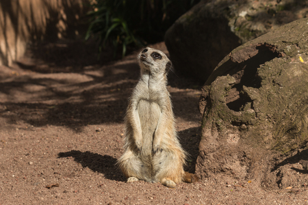 watchful meerkatの写真素材