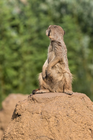 meerkat turning backのeditorial素材