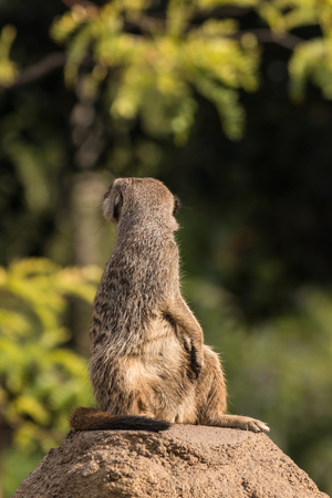 meerkat looking for dangerのeditorial素材
