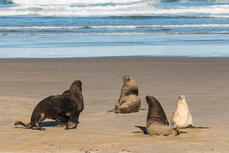 colony of sea lions on sandy beachのeditorial素材