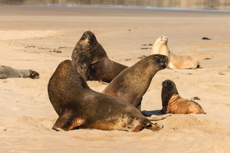 colony of sea lions basking の写真素材