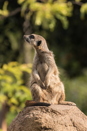 curious meerkatの写真素材
