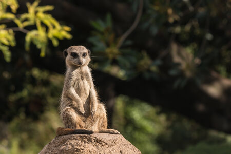 basking meerkatの写真素材