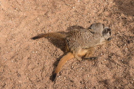 fighting meerkatsの写真素材