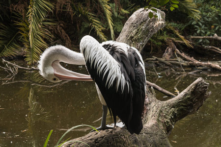 pelican cleaning its feathers