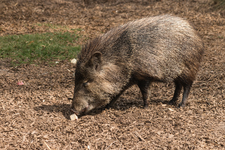 foraging peccaryの写真素材