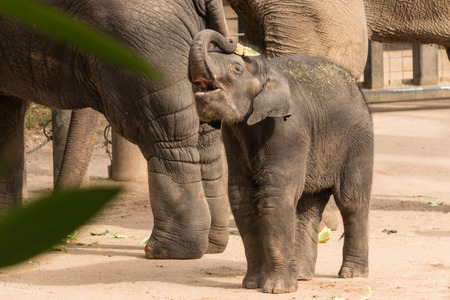 playful baby elephantの写真素材