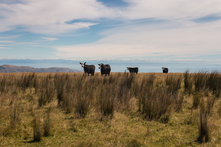 four black cows on grassy meadowの写真素材