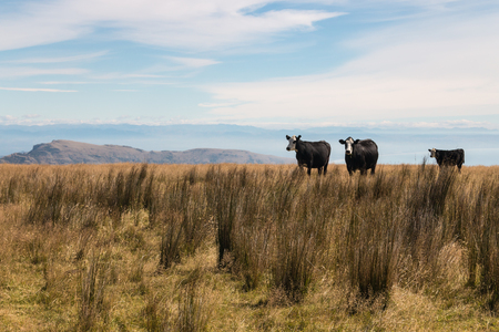 three black cowsの写真素材