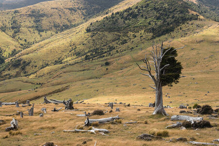 felled trees on slopes in Banks Peninsulaの写真素材