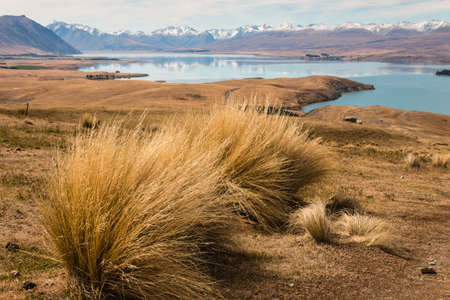 tussock growing above lake Tekapoの写真素材