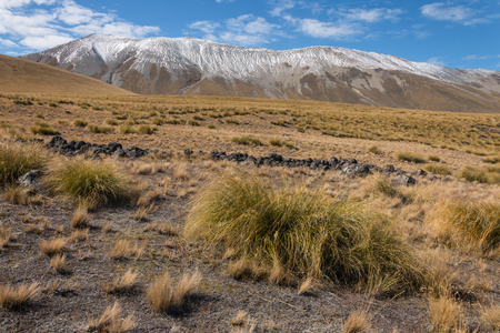 tussock growing on slopes in Southern Alps, New Zealandの写真素材