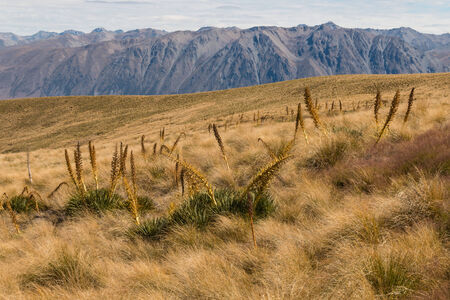 speargrass plants growing in Southern Alps, New Zealandの写真素材