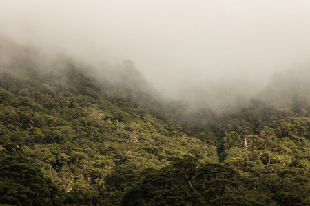 mist over forested slopes in Fiordland, New Zealand