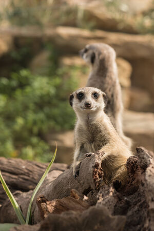 guarding meerkats の写真素材