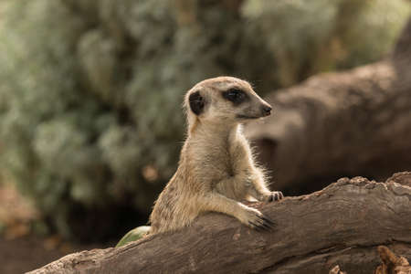 baby meerkatの写真素材