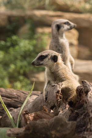 meerkats standing on tree trunkの写真素材