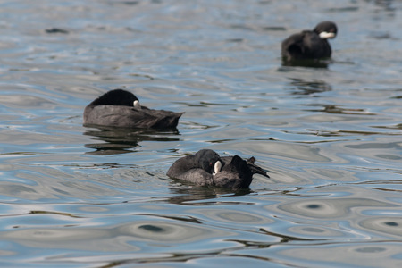 grooming Australian Coots on lake の写真素材