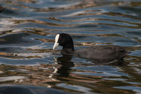 Eurasian Cootの写真素材