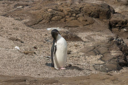 grooming yellow eyed penguinの写真素材