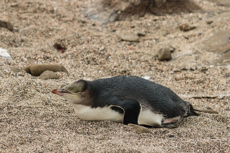 sleeping yellow eyed penguinの写真素材