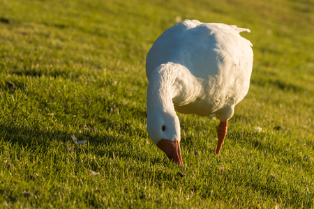 domestic goose grazing on fresh grassの写真素材