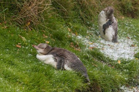 moulting penguinsの写真素材