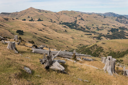 felled trees on grassy slopes in Banks Peninsula の写真素材