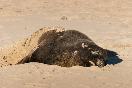 sleeping sea lionの写真素材