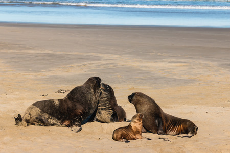 sea lions colonyの写真素材