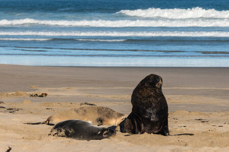colony of Hooker s sea lions resting on beachの写真素材