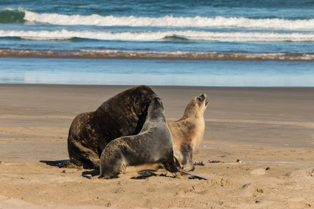 chasing sea lionsの写真素材