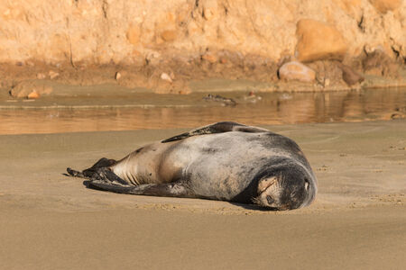 sea lion basking on sandy beachの写真素材
