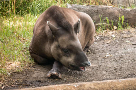 resting tapirの写真素材