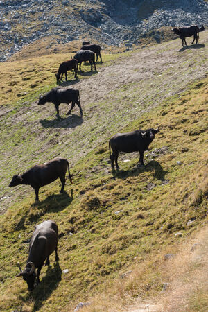 herd of black cows grazing on steep slopeの写真素材