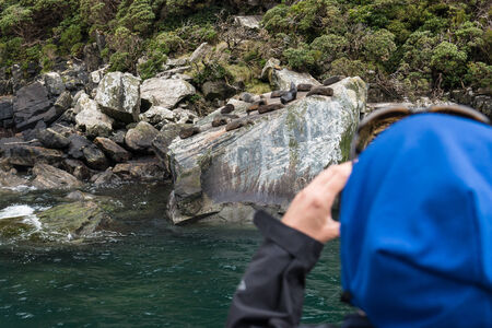 tourist watching seal colony in Milford Soundの写真素材