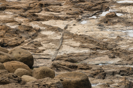 petrified logs at Curio Bayの写真素材