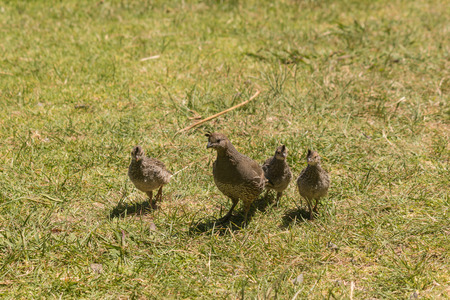California quail with chicksの写真素材