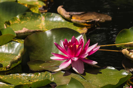 lilac water lilyの写真素材