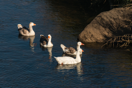 flock of domestic geese swimming on riverの写真素材