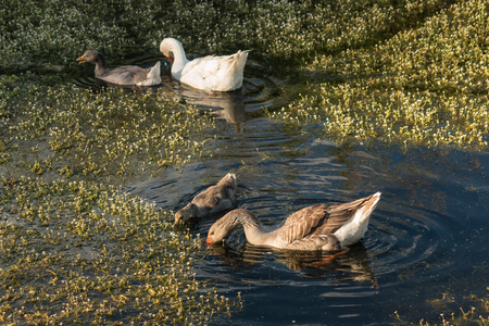 domestic geese with goslings feeding on water plantsの写真素材