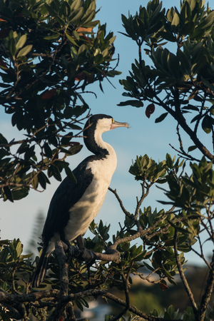 cormorant resting on tree branchの写真素材