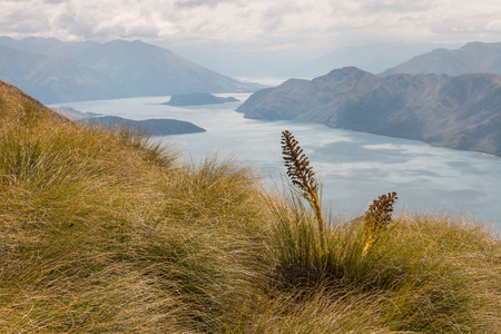 golden speargrass growing above lake Wanakaの写真素材