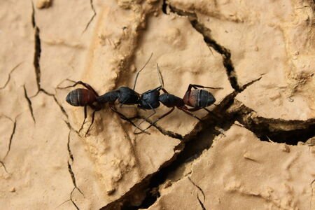 fighting antsの写真素材