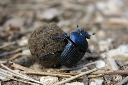 dung beetleの写真素材