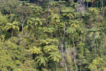 tree ferns growing in rainforestの写真素材