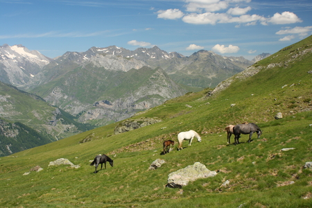 horses grazing on steep slopes の写真素材