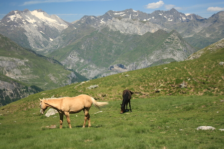 wild horses in Pyreneesの写真素材