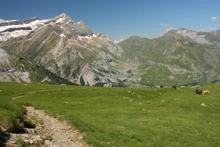 alpine meadow with horsesの写真素材